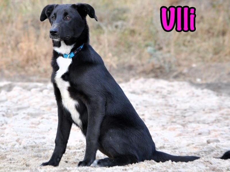 Ulli geb. 03/2025 - fröhliches und neugieriges Mädchen!