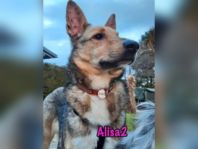 Alisa2 geb. 01/2022 (in Deutschland) - lebensfrohe und sensible Hündin!