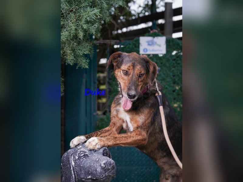 Duke geb. 02/2021 (GRC) - sensibler Rüde möchte endlich das Tierheim verlassen!