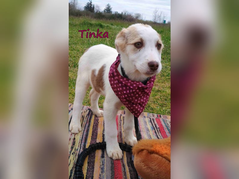 Tinka geb. 12/2025 (GRC) - fröhliches und verspieltes Hundebaby sucht ihren Platz im Leben!
