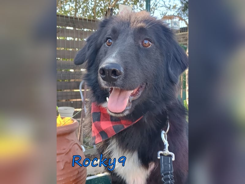 Rocky9 geb. 04/2024 (GRC) Sensibler und Lieber Rüde sucht seine Menschen