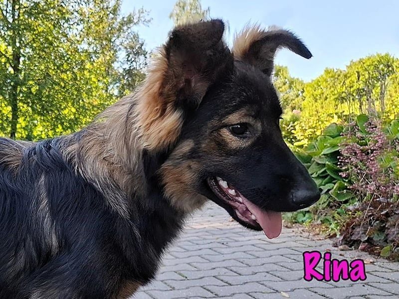 Rina geb. 01/2025 - charmante und verspielte, hübsche Junghündin!