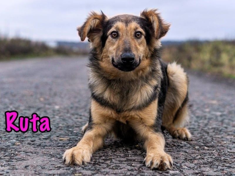 Ruta geb. 01/2025 - gehorsame und fröhliche, wunderschöne Junghündin!