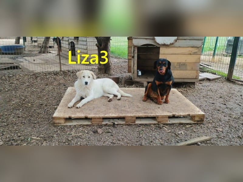 Liza3 geb. 03/2025 (GRC) - verspielte und neugierige Griechische Schäferhund Mix Welpin!