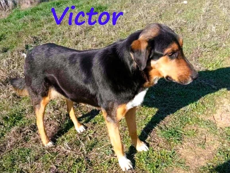 Victor geb. 07/2023 (GRC Pflegestelle) - wunderschöner und menschenbezogener Junghund!