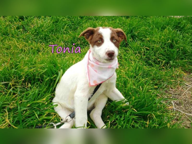 Tonia geb. 12/2025 (GRC) - verspielte Welpin sucht ihre Familie!