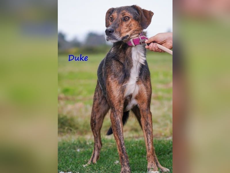 Duke geb. 02/2021 (GRC) - sensibler Rüde möchte endlich das Tierheim verlassen!