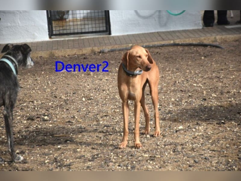 Denver2 geb. 02/2025 (ESP) - verspielter Viszla-Mix sucht Pflegestelle oder liebes Zuhause!