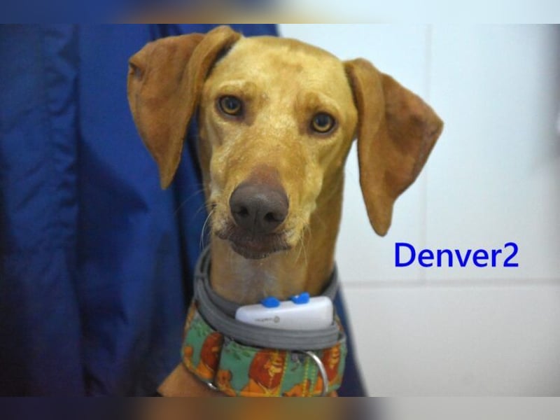 Denver2 geb. 02/2025 (ESP) - verspielter Viszla-Mix sucht Pflegestelle oder liebes Zuhause!