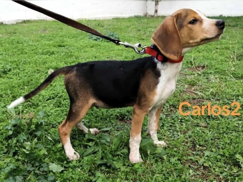 Carlos2 geb. 08/2025 (GRC) - neugieriger und aufgeschlossener, kleiner Welpe!