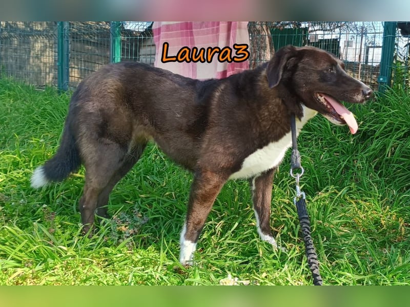 Laura3 geb. 06/2019 (GRC) - schüchterne Schönheit wünscht sich ein ruhiges Zuhause!