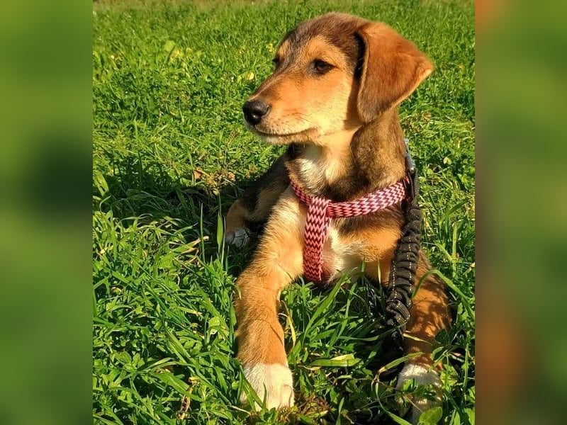 Vega2 geb. 08/2025 (GRC) - zärtliche und anhängliche Welpin!