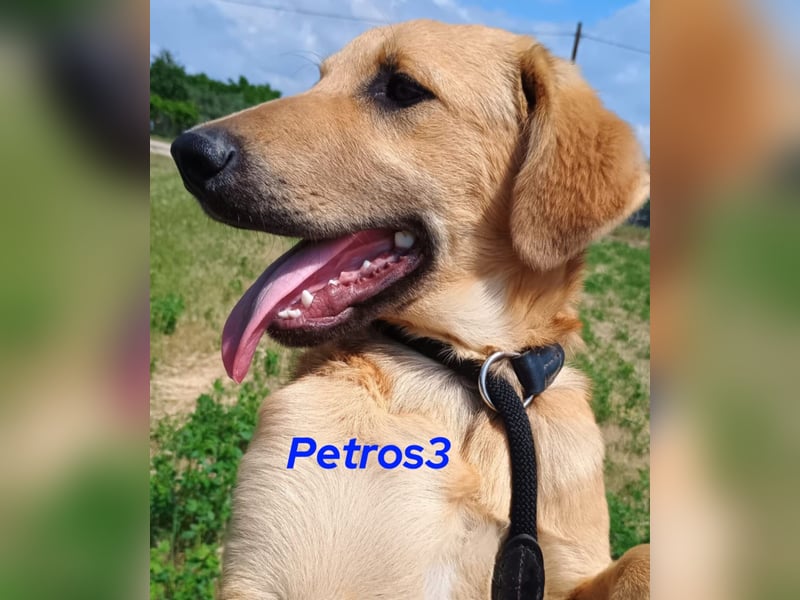 Petros3 geb. 12/2024 (GRC) - ausgeglichener, freundlicher und geselliger Junghund!