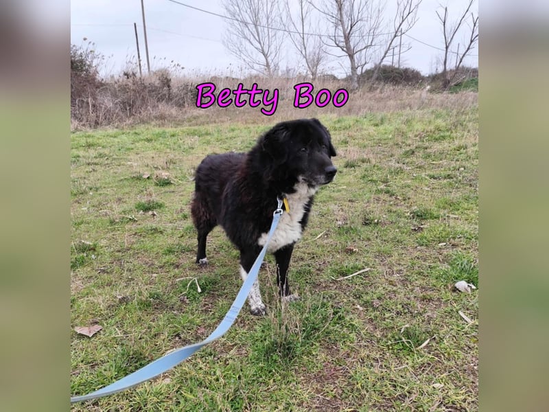 Betty Boo geb. 12/2014 (GRC) - sehr menschenbezogen ältere Dame sucht das Glück!