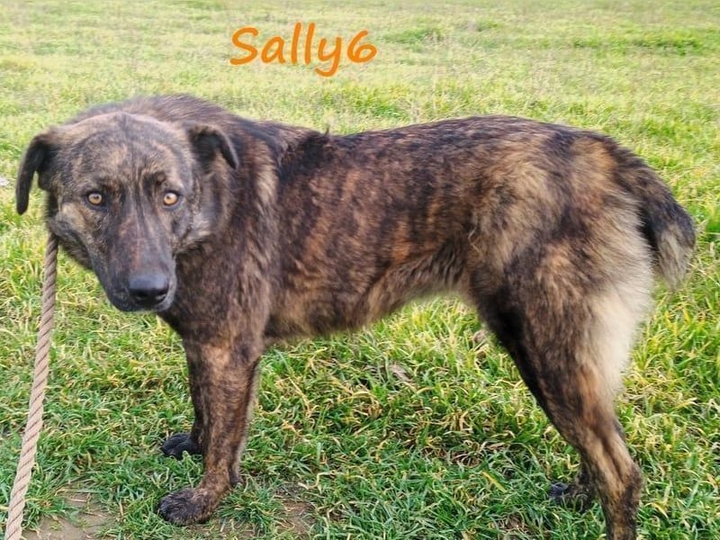 Sally6 geb. 2020 (GRC) - sanftmütige, ruhige und liebenswerte, wunderschöne Hündin!