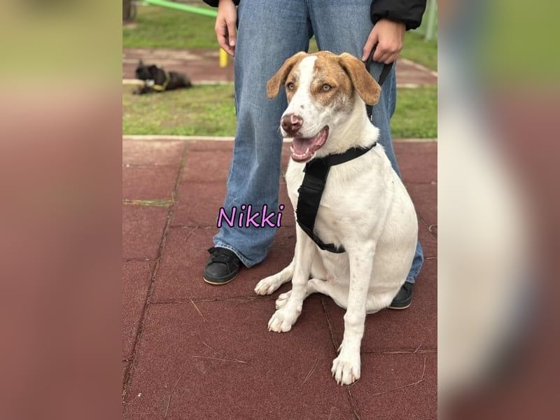 Nikki geb. 03/2025 (GRC) - verträgliche, süße und lernwillige Maus sucht ein Zuhause!