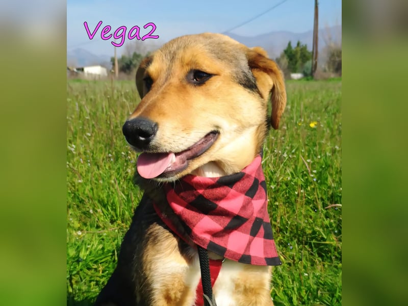 Vega2 geb. 08/2025 (GRC) - zärtliche und anhängliche Welpin!