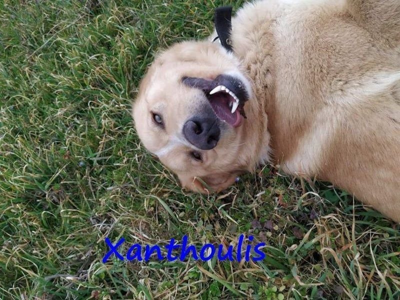 Xanthoulis geb. 01/2019 (GRC) - kluger, fröhlicher und menschenbezogener Rüde!