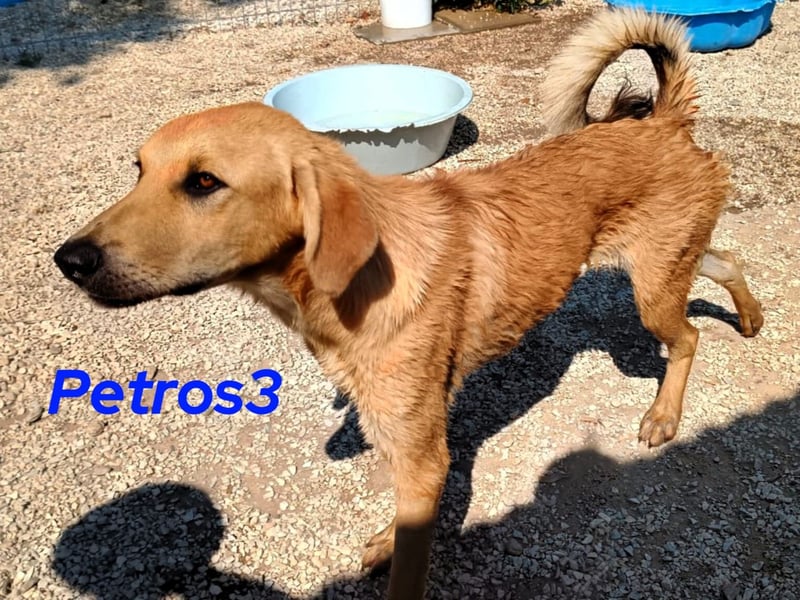 Petros3 geb. 12/2024 (GRC) - ausgeglichener, freundlicher und geselliger Junghund!