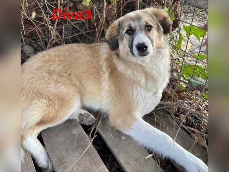 Diva3 geb. 07/2023 (GRC) - lebensfrohe, liebe und verspielte Junghündin!