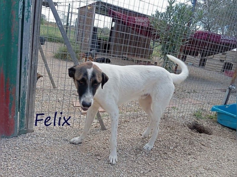 Felix geb. 02/2022 (GRC) - geselliger, verschmuster und freundlicher, junger Rüde!