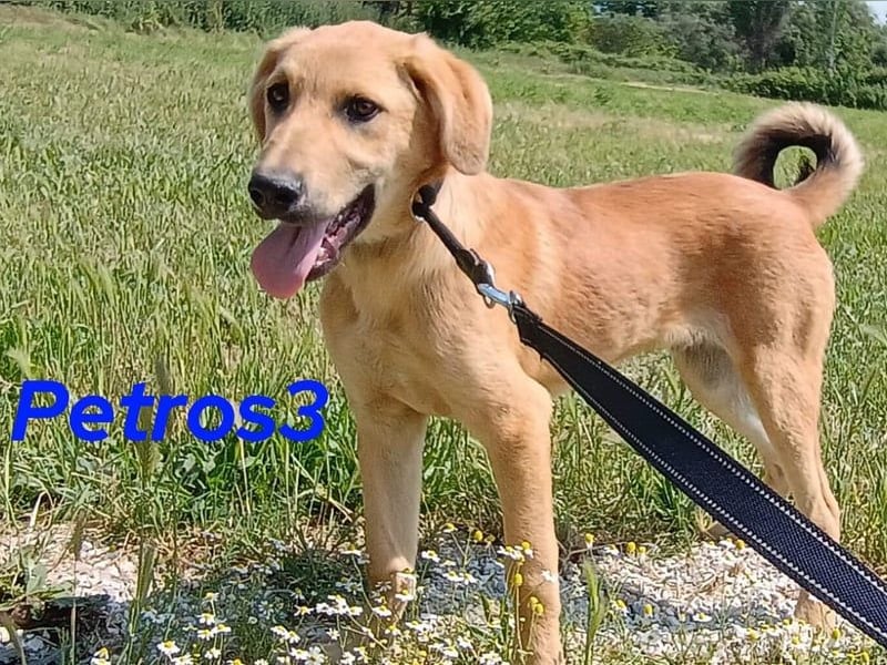 Petros3 geb. 12/2024 (GRC) - ausgeglichener, freundlicher und geselliger Welpe!