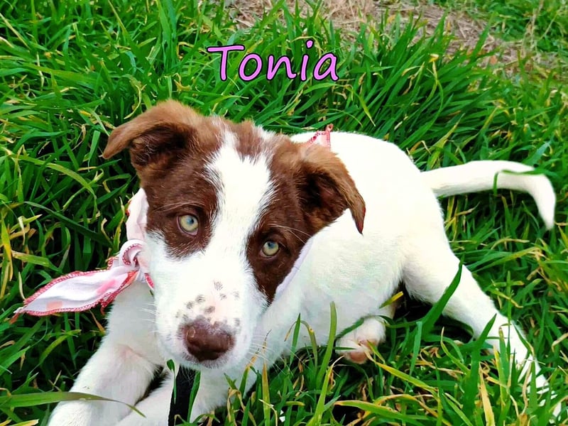Tonia geb. 12/2025 (GRC) - fröhliche und verschmuste Junghündin möchte Dein Herz erobern!