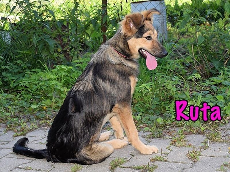 Ruta geb. 01/2025 - gehorsame und fröhliche, wunderschöne Welpin!