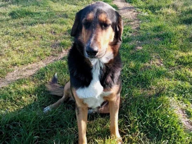 Victor geb. 07/2023 (GRC) - wunderschöner und menschenbezogener Junghund!