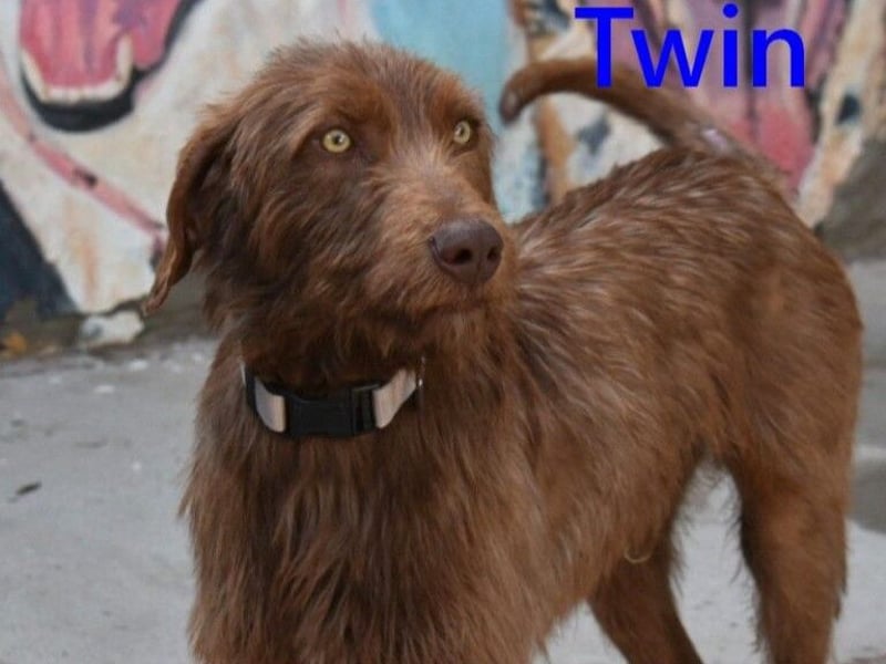 Twin geb. 01/2024 (ESP) - verschmuster und menschenbezogener Hundekumpel!