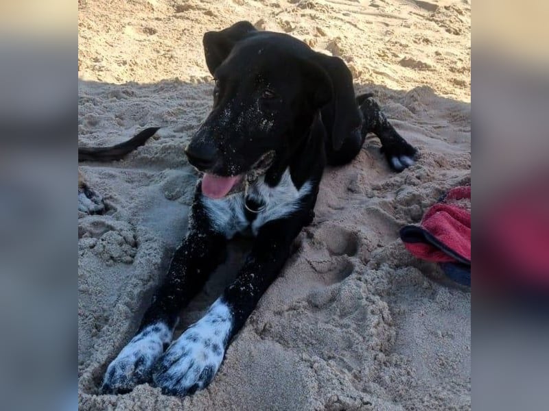 Benito1 geb. 05/2025 (ESP) - liebevoller, mutiger und loyaler Welpe!