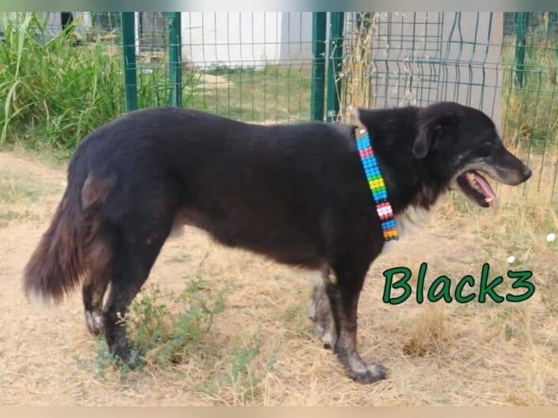 Black3♥️geb. 03/2019 (GRC) - sanfter, liebevoller und verschmuster Rüde!