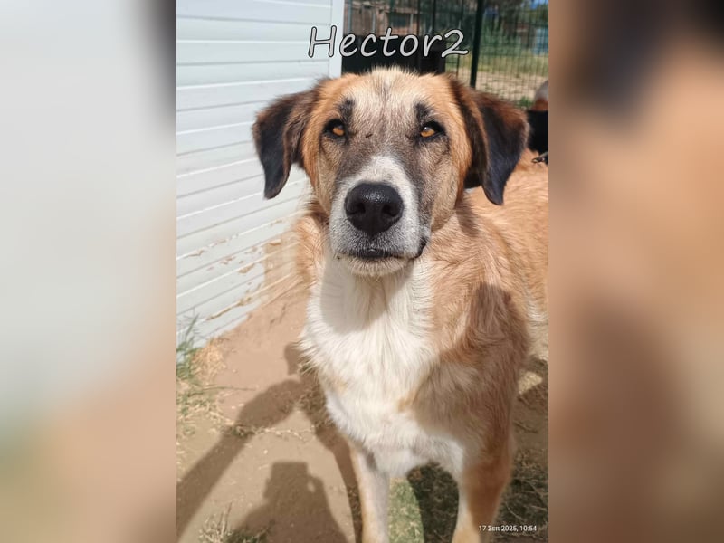 Hector2 geb. 08/2020 (GRC) - ruhiger und freundlicher Rüde wünscht sich eine liebe Familie!