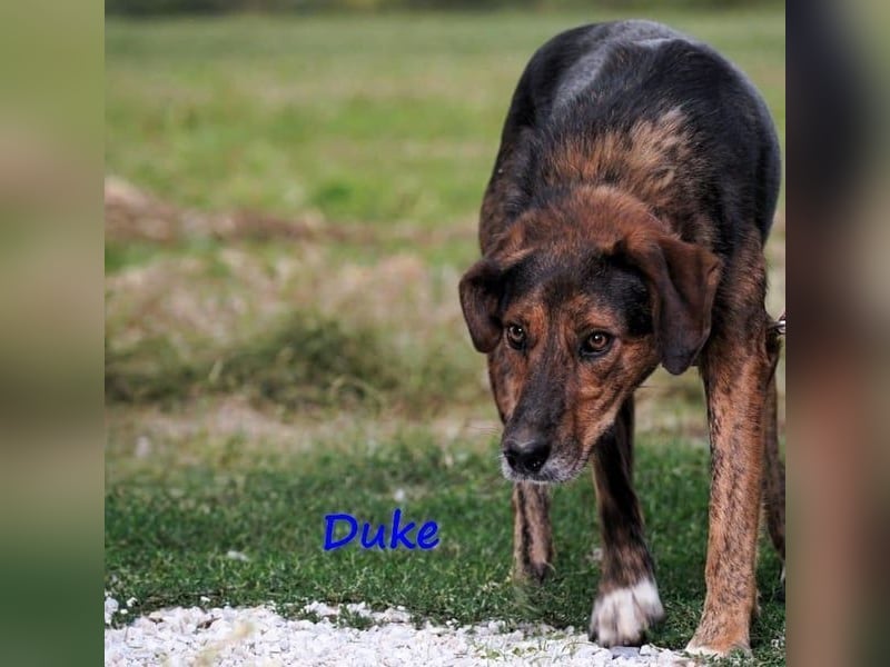 Duke geb. 02/2021 (GRC) - sensibler Rüde möchte endlich das Tierheim verlassen!