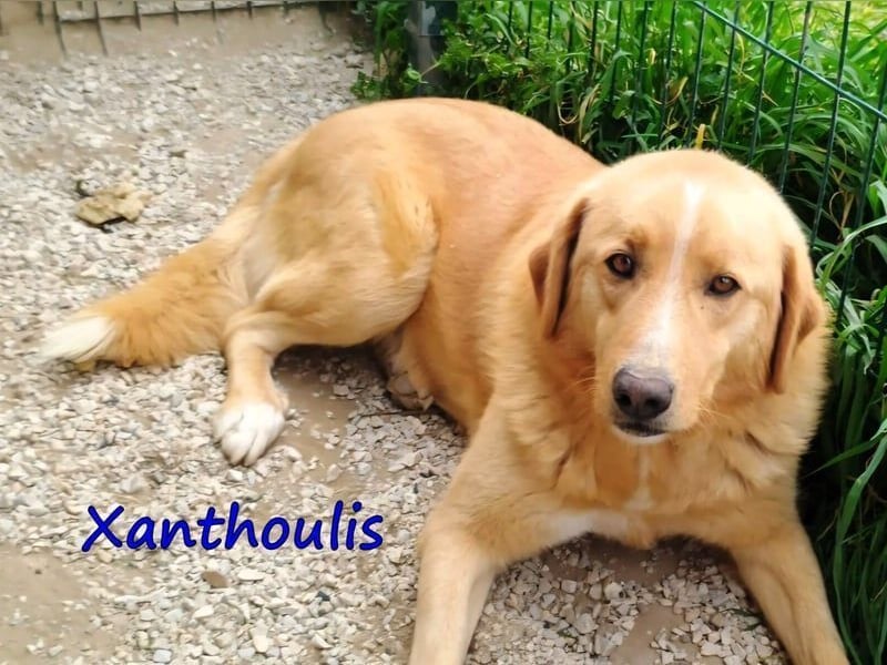 Xanthoulis geb. 01/2019 (GRC) - kluger, fröhlicher und menschenbezogener Rüde!