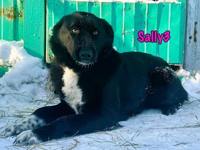 Sally3 geb. 04/2021 - sooo sanfte und verschmuste Hündin sucht liebevolle Menschen!