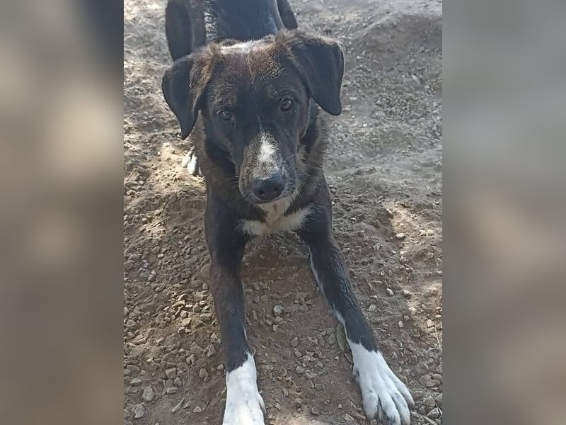 Laura3 geb. 06/2019 (GRC) - schüchterne Schönheit wünscht sich ein ruhiges Zuhause!