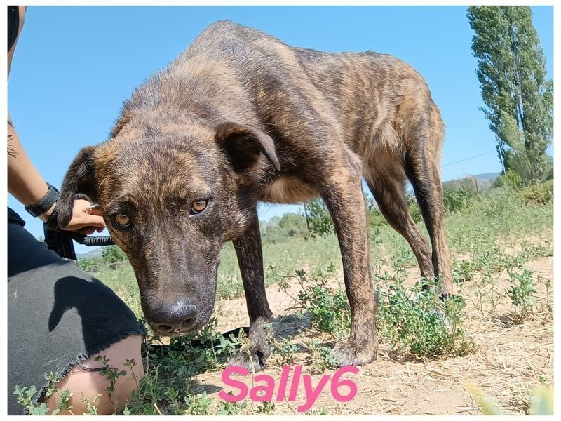 Sally6 geb. 2020 (GRC) - sanftmütige, ruhige und liebenswerte, wunderschöne Hündin!