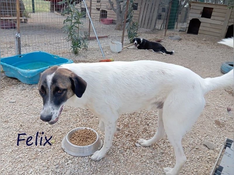 Felix geb. 02/2022 (GRC) - geselliger, verschmuster und freundlicher, junger Rüde!