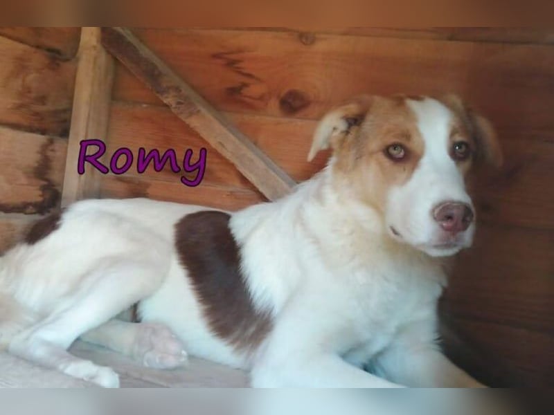 Romy geb. 12/2025 (GRC) - fröhliches und verspieltes Mädchen sucht ein Für-immer-Zuhause!