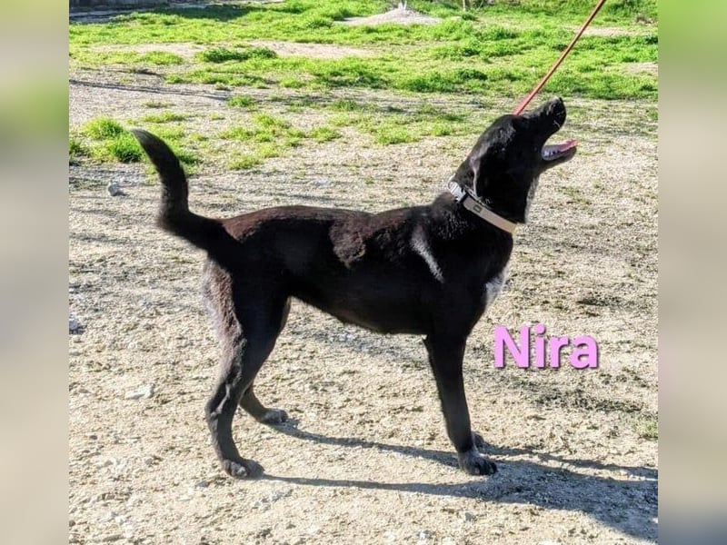 Nira geb. 05/2025 (ESP) - ausgeglichene Junghündin verdient endlich ihre Chance!