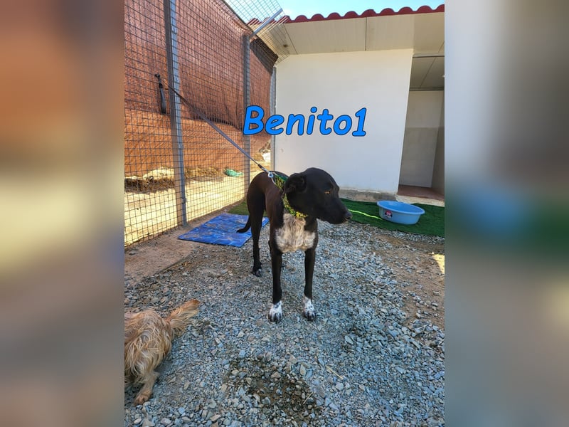 Benito1 geb. 05/2025 (ESP) - liebevoller, mutiger und loyaler Junghund!