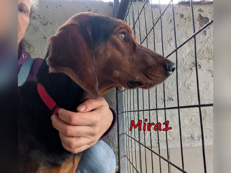 Mira1 geb. 08/2024 (GRC) - menschenbezogene Jagdhund-Mix Dame sucht ein Zuhause!