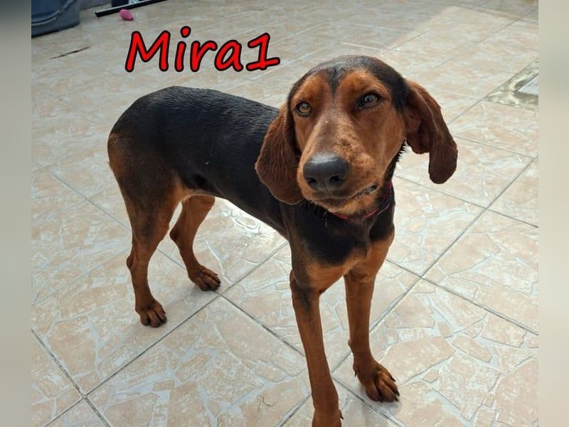 Mira1 geb. 08/2024 (GRC) - menschenbezogene Jagdhund-Mix Dame sucht ein Zuhause!