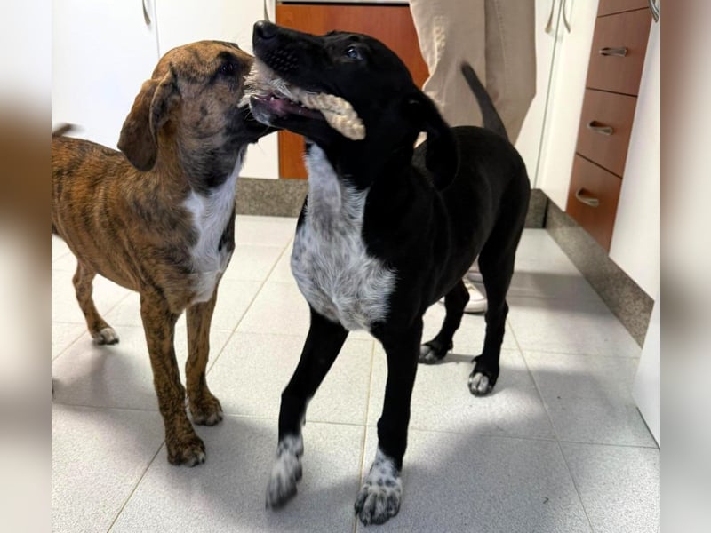 Benito1 geb. 05/2025 (ESP) - liebevoller, mutiger und loyaler Welpe!