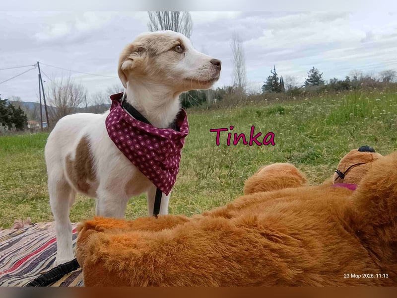 Tinka geb. 12/2025 (GRC) - fröhliches und verspieltes Hundebaby sucht ihren Platz im Leben!