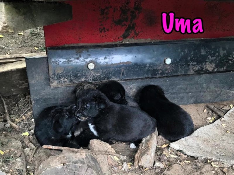 Uma geb. 03/2025 - freundliche und liebevolle Junghündin!