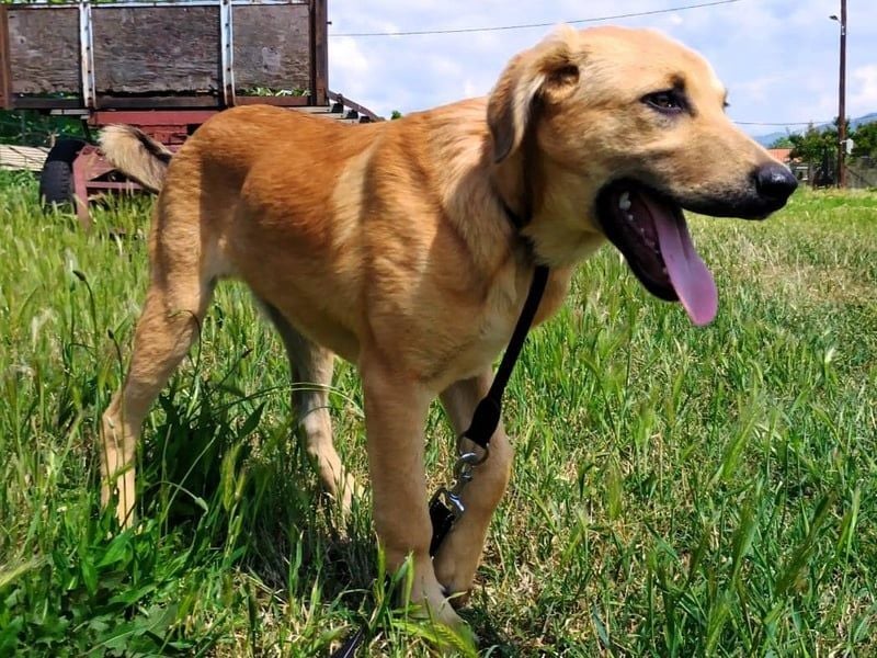 Petros3 geb. 12/2024 (GRC) - ausgeglichener, freundlicher und geselliger Welpe! Petros3 geb. 12/2024 (GRC) - ausgeglichener, freundlicher und geselliger Welpe!