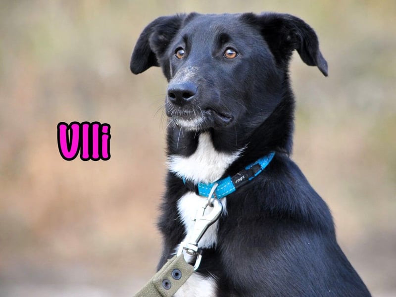 Ulli geb. 03/2025 - fröhliches und neugieriges Mädchen!