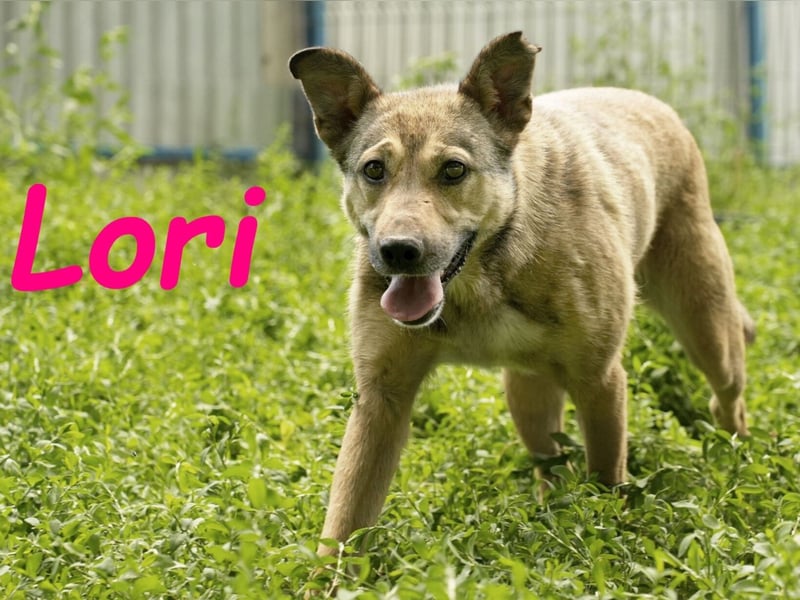 Lori geb. 01/2022 - treue, ruhige und unglaublich liebe Hündin!